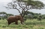 Picture of AFRICA-KENYA-AMBOSELI NATIONAL PARK ELEPHANT AND ACACIA TREE 