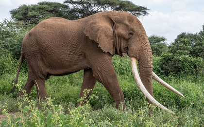 Picture of AFRICA-KENYA-AMBOSELI NATIONAL PARK CLOSE-UP OF WALKING ELEPHANT 