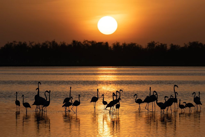 Picture of AFRICA-KENYA-AMBOSELI NATIONAL PARK GREATER FLAMINGOS IN WATER AT SUNRISE 