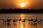 Picture of AFRICA-KENYA-AMBOSELI NATIONAL PARK GREATER FLAMINGOS IN WATER AT SUNRISE 