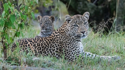 Picture of AFRICA-KENYA-MAASAI MARA NATIONAL RESERVE CLOSE-UP OF LEOPARD MOTHER AND CUB 