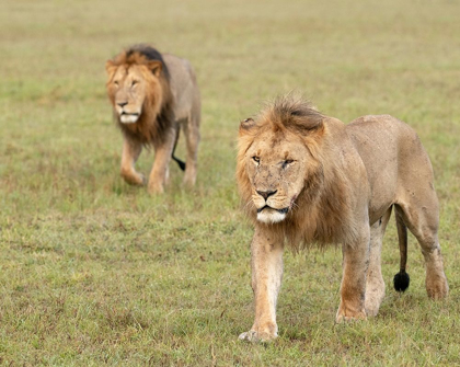 Picture of AFRICA-KENYA-MAASAI MARA NATIONAL RESERVE CLOSE-UP OF TWO WALKING LIONS 