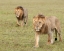 Picture of AFRICA-KENYA-MAASAI MARA NATIONAL RESERVE CLOSE-UP OF TWO WALKING LIONS 