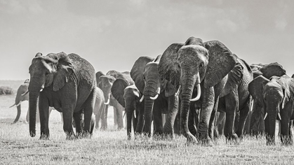 Picture of AFRICA-AFRICAN ELEPHANT-AMBOSELI NATIONAL PARK PANORAMIC OF FRONT OF ELEPHANT HERD WALKING 