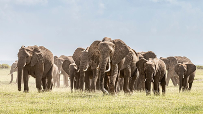 Picture of AFRICA-AFRICAN ELEPHANT-AMBOSELI NATIONAL PARK PANORAMIC OF FRONT OF ELEPHANT HERD WALKING 