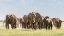 Picture of AFRICA-AFRICAN ELEPHANT-AMBOSELI NATIONAL PARK PANORAMIC OF FRONT OF ELEPHANT HERD WALKING 