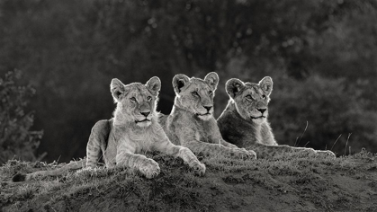 Picture of AFRICA-KENYA-MAASAI MARA NATIONAL RESERVE THREE RESTING LIONS 
