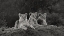 Picture of AFRICA-KENYA-MAASAI MARA NATIONAL RESERVE THREE RESTING LIONS 