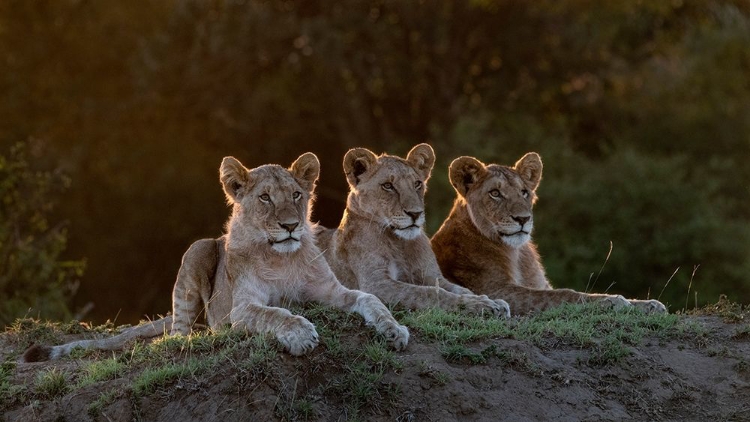 Picture of AFRICA-KENYA-MAASAI MARA NATIONAL RESERVE THREE RESTING LIONS 