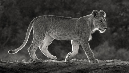 Picture of AFRICA-KENYA-MAASAI MARA NATIONAL RESERVE BACKLIT CLOSE-UP OF YOUNG LION 