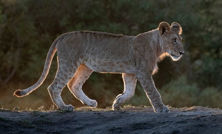 Picture of AFRICA-KENYA-MAASAI MARA NATIONAL RESERVE BACKLIT CLOSE-UP OF YOUNG LION 