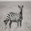 Picture of AFRICA-KENYA-MAASAI MARA NATIONAL RESERVE CLOSE-UP OF LONE ZEBRA 