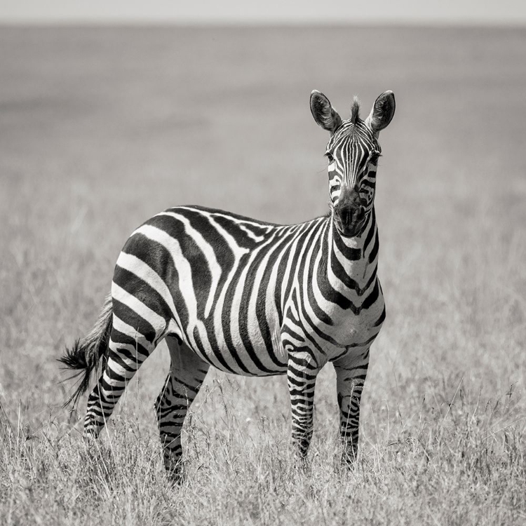 Picture of AFRICA-KENYA-MAASAI MARA NATIONAL RESERVE CLOSE-UP OF LONE ZEBRA 