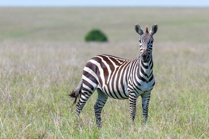 Picture of AFRICA-KENYA-MAASAI MARA NATIONAL RESERVE CLOSE-UP OF LONE ZEBRA 