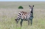 Picture of AFRICA-KENYA-MAASAI MARA NATIONAL RESERVE CLOSE-UP OF LONE ZEBRA 