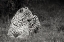 Picture of AFRICA-KENYA-MAASAI MARA NATIONAL RESERVE CLOSE-UP OF RESTING LEOPARD 