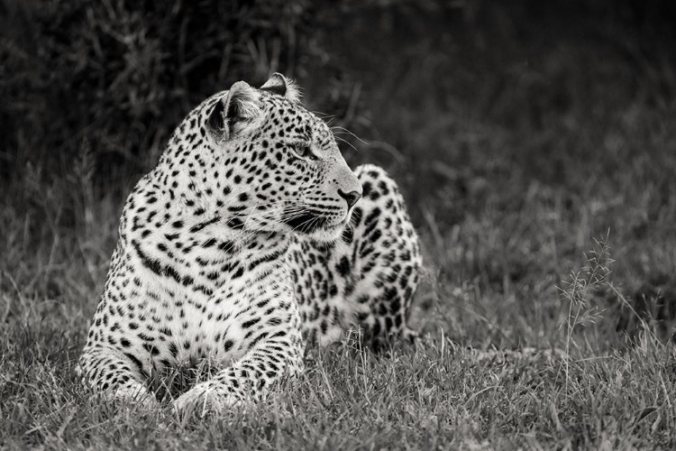 Picture of AFRICA-KENYA-MAASAI MARA NATIONAL RESERVE CLOSE-UP OF RESTING LEOPARD 