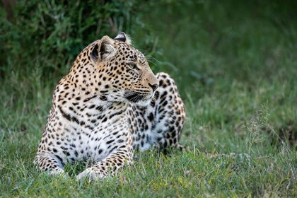Picture of AFRICA-KENYA-MAASAI MARA NATIONAL RESERVE CLOSE-UP OF RESTING LEOPARD 