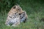 Picture of AFRICA-KENYA-MAASAI MARA NATIONAL RESERVE CLOSE-UP OF RESTING LEOPARD 