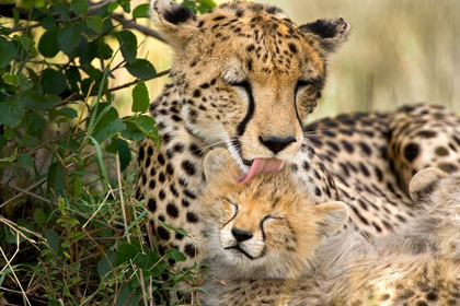 Picture of KENYA-MASAI MARA NATIONAL RESERVE CHEETAH MOTHER GROOMING CUB