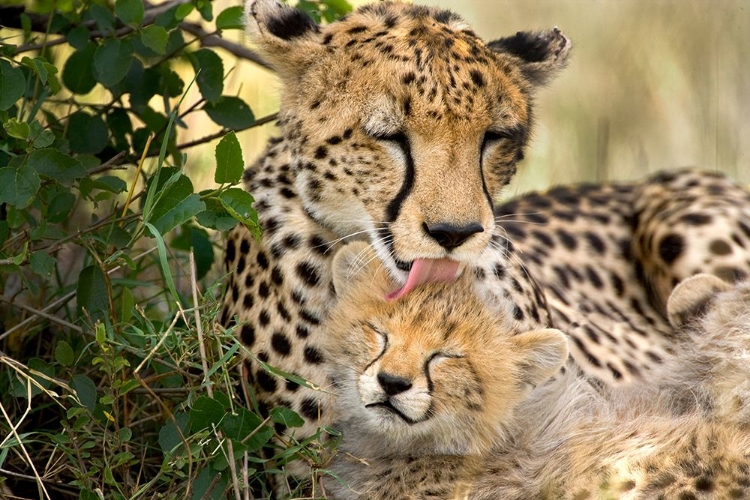 Picture of KENYA-MASAI MARA NATIONAL RESERVE CHEETAH MOTHER GROOMING CUB