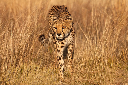 Picture of KENYA-MASAI MARA NATIONAL RESERVE CHEETAH CLOSE-UP AT SUNSET