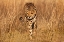 Picture of KENYA-MASAI MARA NATIONAL RESERVE CHEETAH CLOSE-UP AT SUNSET