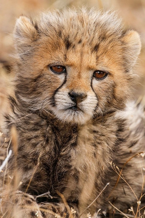 Picture of KENYA-MASAI MARA NATIONAL RESERVE CHEETAH CUB CLOSE-UP