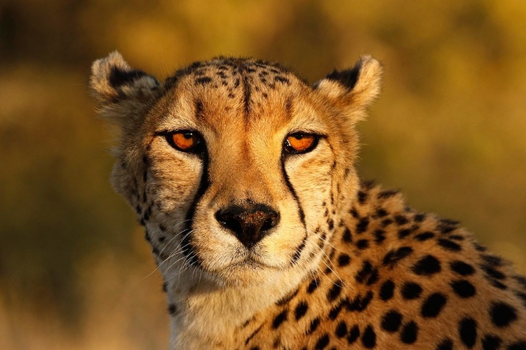 Picture of KENYA-MASAI MARA NATIONAL RESERVE CHEETAH CLOSE-UP AT SUNSET