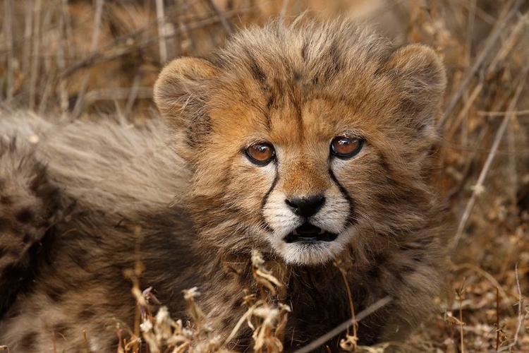 Picture of KENYA-MASAI MARA NATIONAL RESERVE CHEETAH CUB CLOSE-UP