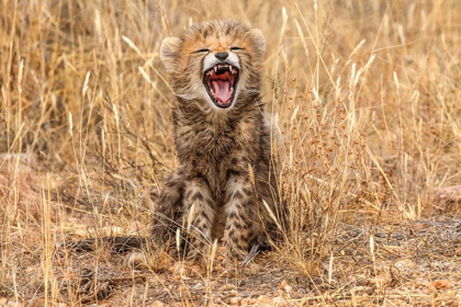 Picture of KENYA-MASAI MARA NATIONAL RESERVE CLOSE-UP OF CHEETAH CUB YAWNING