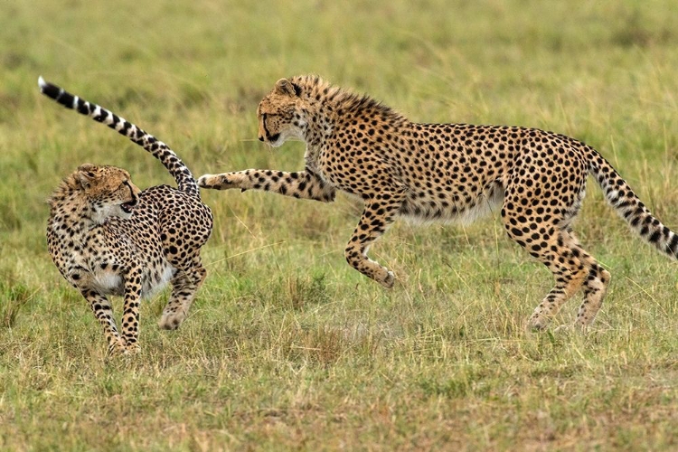 Picture of KENYA-MASAI MARA NATIONAL RESERVE YOUNG CHEETAHS PLAYING