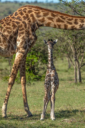Picture of KENYA-MASAI MARA CONSERVANCY MOTHER AND NEWBORN GIRAFFE CLOSE-UP
