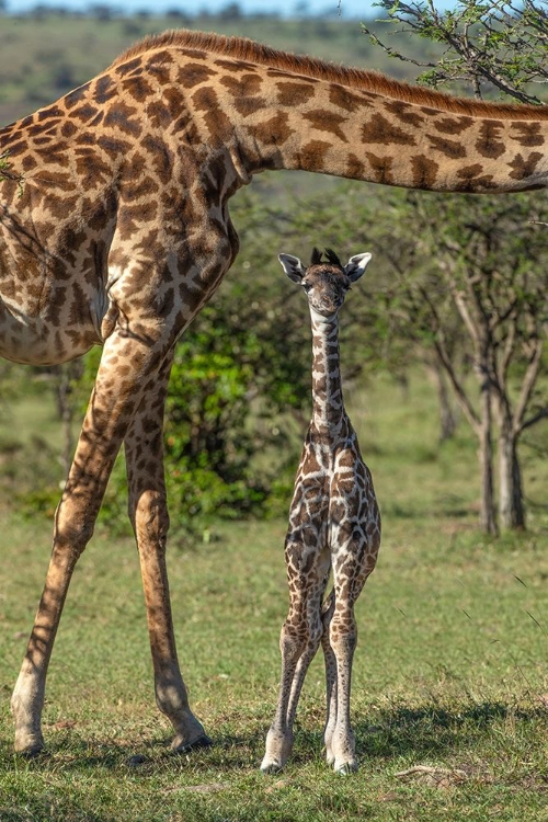 Picture of KENYA-MASAI MARA CONSERVANCY MOTHER AND NEWBORN GIRAFFE CLOSE-UP