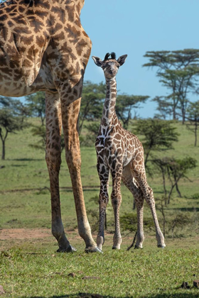 Picture of KENYA-KENYA-MASAI MARA CONSERVANCY GROUP OF ADULT GIRAFFES MOTHER AND NEWBORN GIRAFFE CLOSE-UP