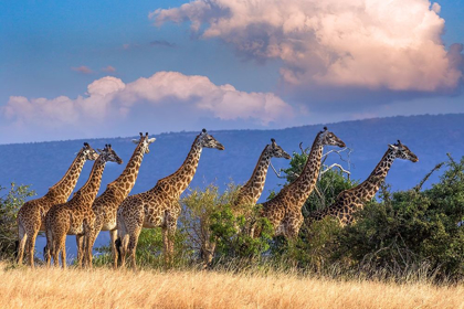 Picture of KENYA-MASAI MARA CONSERVANCY GROUP OF ADULT GIRAFFES