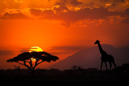 Picture of KENYA-AMBOSELI NATIONAL PARK ABSTRACT SUNSET WITH GIRAFFE AND ACACIA TREE SILHOUETTES