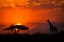 Picture of KENYA-AMBOSELI NATIONAL PARK ABSTRACT SUNSET WITH GIRAFFE AND ACACIA TREE SILHOUETTES