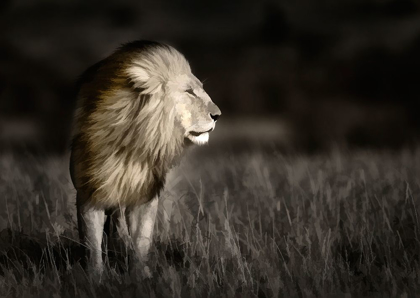 Picture of KENYA-MASAI MARA NATIONAL RESERVE ABSTRACT OF MALE LION STANDING IN FIELD