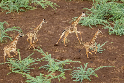Picture of AFRICA-KENYA-SHOMPOLE-AERIAL VIEW HERD OF GIRAFFES RUNNING IN SHOMPOLE CONSERVANCY IN RIFT VALLEY