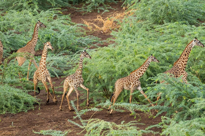 Picture of AFRICA-KENYA-SHOMPOLE-AERIAL VIEW HERD OF GIRAFFES WALKING IN SHOMPOLE CONSERVANCY IN RIFT VALLEY