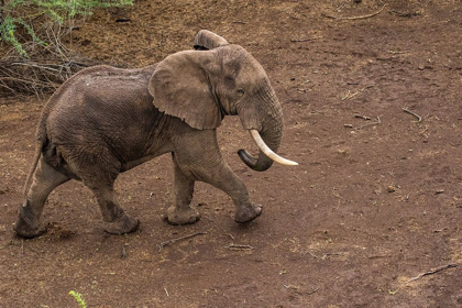 Picture of AFRICA-KENYA-SHOMPOLE-AERIAL VIEW OF LARGE ADULT ELEPHANT WALKING