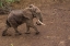 Picture of AFRICA-KENYA-SHOMPOLE-AERIAL VIEW OF LARGE ADULT ELEPHANT WALKING