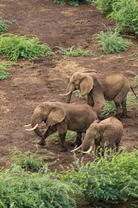 Picture of AFRICA-KENYA-SHOMPOLE-AERIAL VIEW OF ADULT ELEPHANTS WALKING