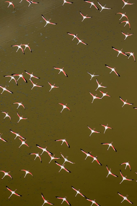 Picture of AFRICA-KENYA-MAGADI-AERIAL VIEW OF LESSER FLAMINGOS FLYING ALONG SHORE OF LAKE MAGADI