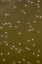Picture of AFRICA-KENYA-MAGADI-AERIAL VIEW OF LESSER FLAMINGOS FLYING ALONG SHORE OF LAKE MAGADI