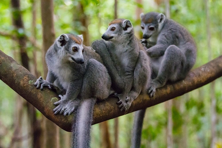 Picture of MADAGASCAR-ANKARANA-ANKARANA RESERVE CROWNED LEMURS