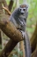 Picture of MADAGASCAR-ANKARANA-ANKARANA RESERVE CROWNED LEMUR IN A TREE