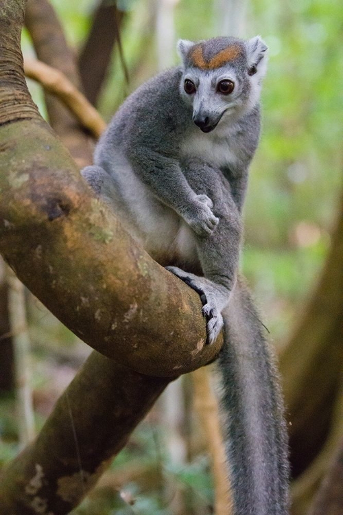 Picture of MADAGASCAR-ANKARANA-ANKARANA RESERVE CROWNED LEMUR IN A TREE