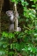 Picture of MADAGASCAR-ANKARANA-ANKARANA RESERVE CROWNED LEMUR CURIOUS LEMUR LOOKS OUT OF THE FOREST